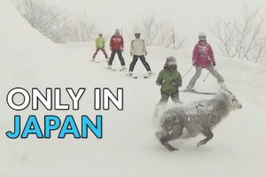 Skiers Narrowly Miss ﻿Japanese Serow | Only In Japan