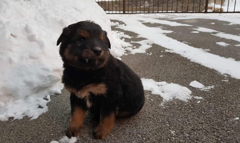 Small puppy almost lost one eye, wandering aloned and frozend on the street seeking for help!