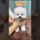 🐕 Smart Dog Video 2021 #short  cutest puppies city,cutest puppies in the world  #   756