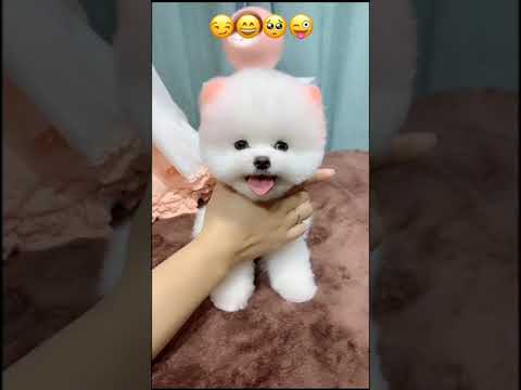 🐕 Smart Dog Video 2021 #short  cutest puppies city,cutest puppies in the world  #   756