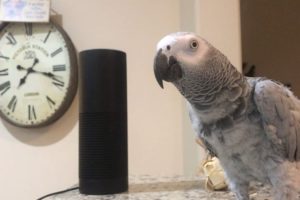 Smartest most conversational parrot ever. Petra the home automation expert, african grey