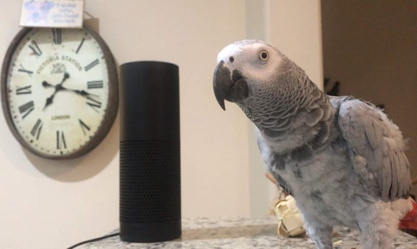 Smartest most conversational parrot ever. Petra the home automation expert, african grey