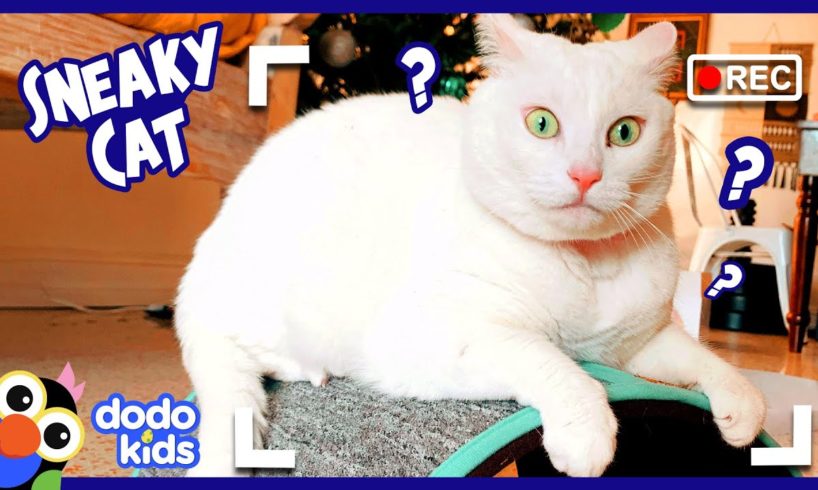 Sneaky Cat Has A Secret For You | Mystery Animals | Dodo Kids