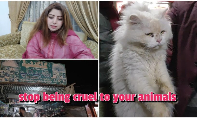 Stop being cruel to your animals | say no to animal abuse | the cat's planet