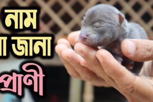 Strange Animal Rescue Supposed to Be Jungle Cat | Wild Cat in Bangladesh