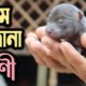 Strange Animal Rescue Supposed to Be Jungle Cat | Wild Cat in Bangladesh