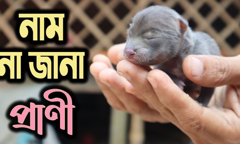 Strange Animal Rescue Supposed to Be Jungle Cat | Wild Cat in Bangladesh