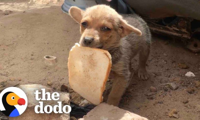 Street Puppy Gets Rescued With A Piece Of Bread | The Dodo Little But Fierce