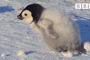 Super cute penguin chick tries to make friends | Snow Chick: A Penguin's Tale - BBC