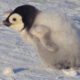 Super cute penguin chick tries to make friends | Snow Chick: A Penguin's Tale - BBC