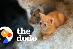 Sweet Dog Teaches The Other Pets How To Babysit The Foster Kittens | The Dodo Odd Couples