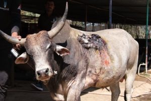 Sweetest bull horrifically wounded by car, rescued.