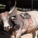 Sweetest bull horrifically wounded by car, rescued.