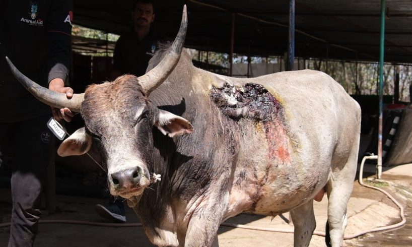 Sweetest bull horrifically wounded by car, rescued.