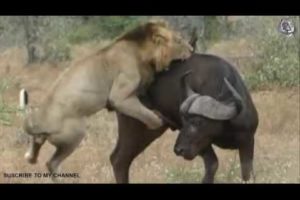 THE 10 BEST BATTLES OF ANIMALS. Wild animal fights to death