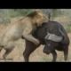 THE 10 BEST BATTLES OF ANIMALS. Wild animal fights to death