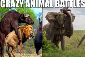 TOP 20 CRAZY ANIMAL BATTLES / Merciless animal fights to the Death