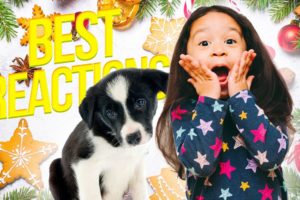 TOP 5 Cute Puppy Surprise For Christmas #1 | Cutest Puppies 2021