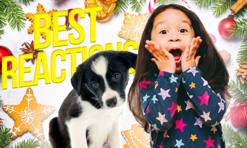 TOP 5 Cute Puppy Surprise For Christmas #1 | Cutest Puppies 2021