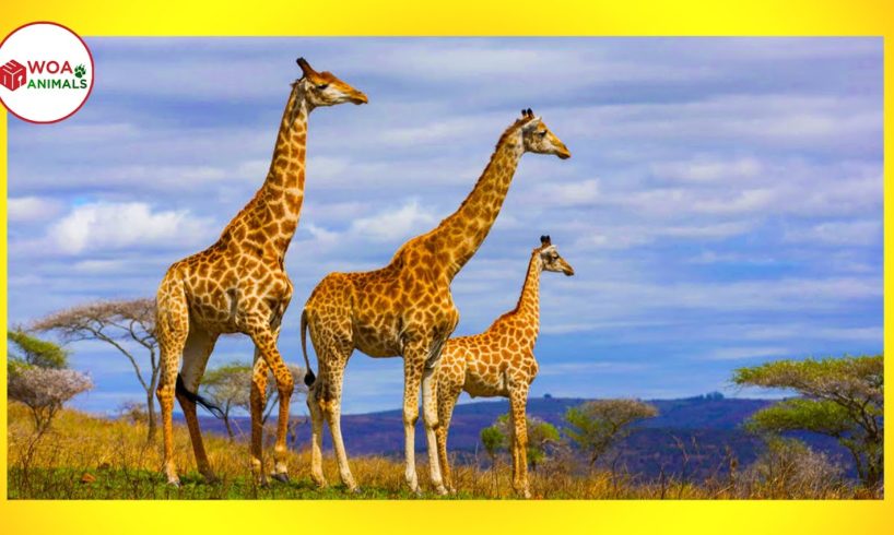 TOP 5 LARGEST ANIMALS On The Planet