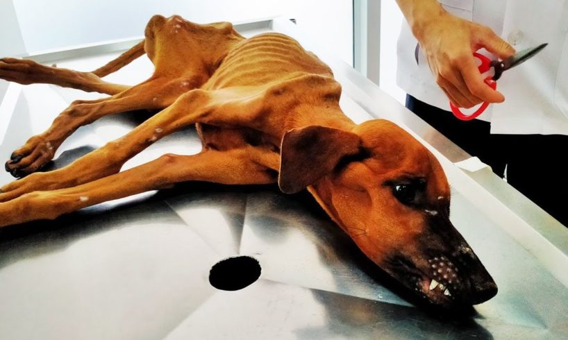 Tearful Story of a Dog Recovered from Being Dead