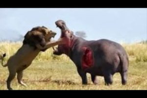 The Best Animal Fights #shorts