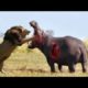 The Best Animal Fights #shorts