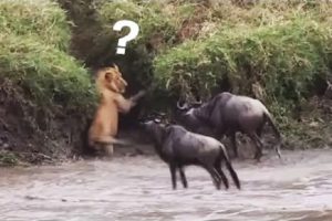 The Best Of Animal Attack 2022 - Most Amazing Moments Of Wild Animal Fight! Wild Discovery Animal p3