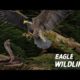 The Best Of Eagle Attacks 2022 - Most Amazing Moments Of Wild Animal Fights! Wild Discovery Animals