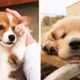 The Cute Puppies you Want to See Doing Funny and Adorable Things 😍😍😋| Cute Puppies