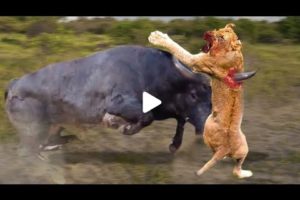 The Greatest Fights in The Animal kingdom  merciless Animal battles Ever fights