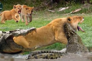 The Lions Are Hungry And Attack The Crocodiles And Get The End - Animal Fighting