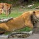 The Lions Are Hungry And Attack The Crocodiles And Get The End - Animal Fighting