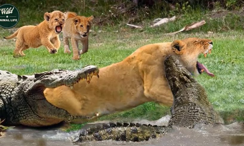 The Lions Are Hungry And Attack The Crocodiles And Get The End - Animal Fighting