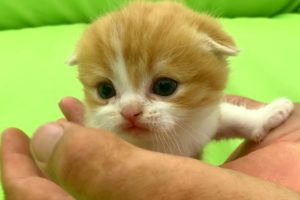 The cutest kitten in the world on daddy's palm