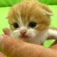 The cutest kitten in the world on daddy's palm