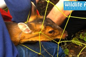 The deer that doesn't want to be caught! - Tricky Muntjac Rescue
