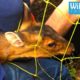 The deer that doesn't want to be caught! - Tricky Muntjac Rescue