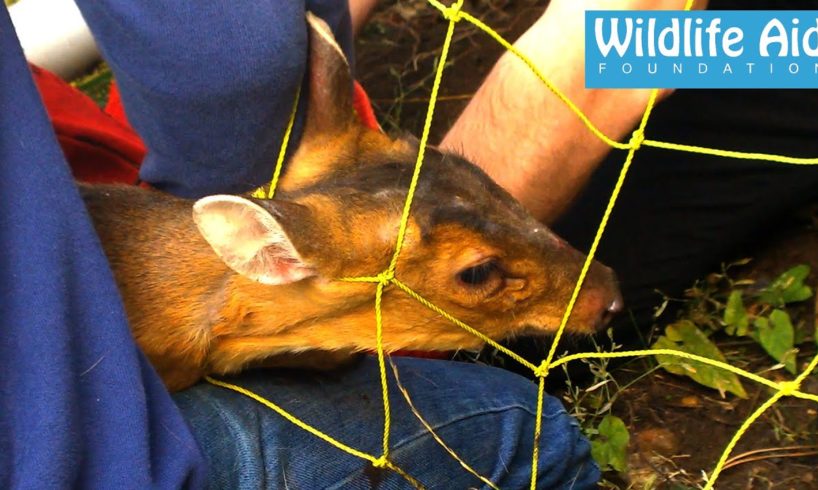 The deer that doesn't want to be caught! - Tricky Muntjac Rescue