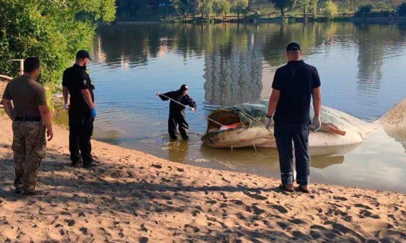 The fishermen nearly fainted when they saw what was inside the giant catfish...