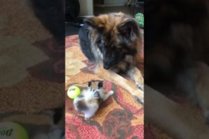 The kitten is playing with the dog. #shorts #youtube_shorts #animals #cat #dog #kitten