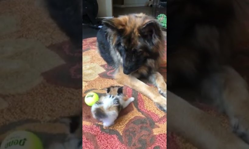 The kitten is playing with the dog. #shorts #youtube_shorts #animals #cat #dog #kitten