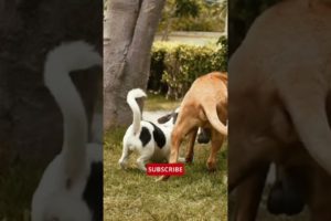 The two dogs are playing very nicely||animal compilations#tiktok#animals#dogi#shorts