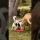 The two dogs are playing very nicely||animal compilations#tiktok#animals#dogi#shorts