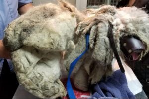 The worst case of matted fur! He was found underneath a bush, dirty   scared of everyone & everythin