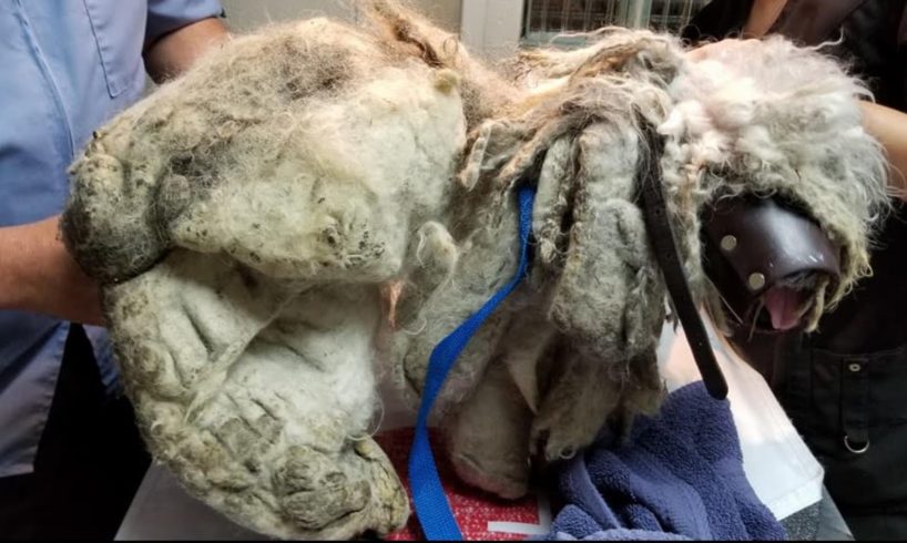 The worst case of matted fur! He was found underneath a bush, dirty   scared of everyone & everythin