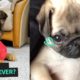 These Are The Cutest Puppies On The Internet | Animal Antics Compilation