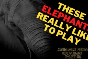 These elephants really like to play | Animals From Universe | Part #1