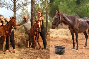 This foundation rescues neglected horses in Portugal | Algarve Horse Alarm #1