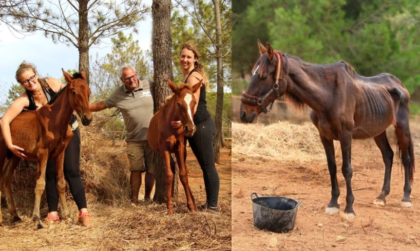 This foundation rescues neglected horses in Portugal | Algarve Horse Alarm #1